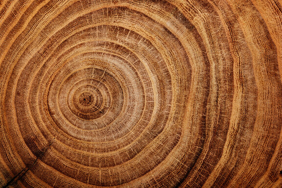 250708.VLA_nieuwsitem-dik-hout-2160x1440px.jpg